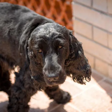 Bed & Breakfast Aurora