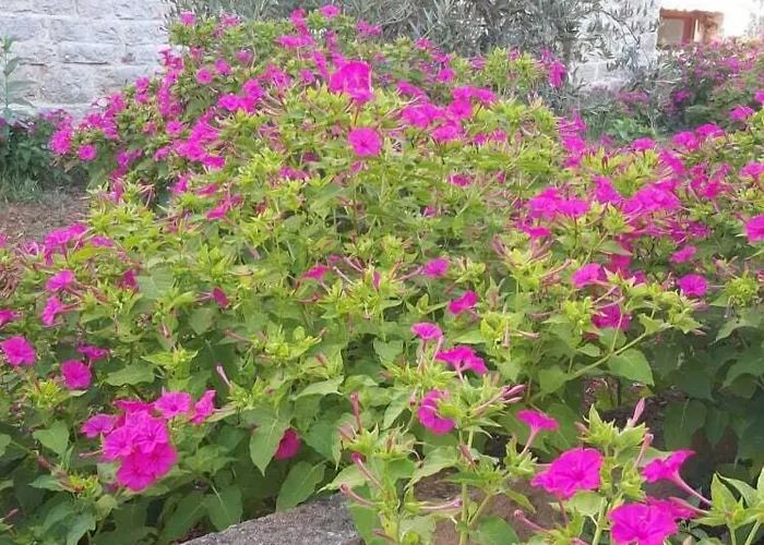 Aurora 4* Jelsa (Hvar)